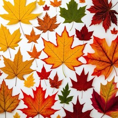 Obraz premium Collection of autumn leaves isolated on white background, png