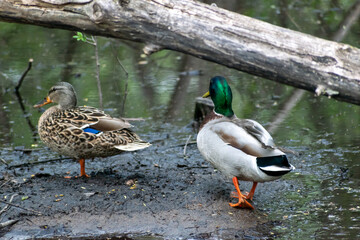 Two mallard ducks walking away from the camera into pond water in Minnesota.