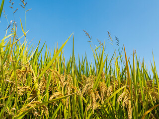 golden rice field
