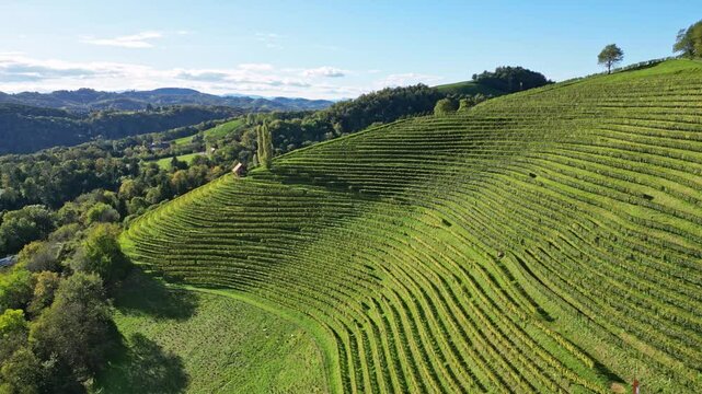 Aerial view of beautiful vineyard with grapes on a hill, Leibnitz, Austria.