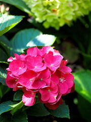 Fototapeta premium OLYMPUS DIGITAL CAMERA