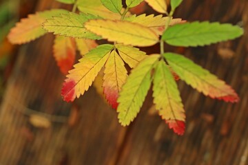 Sumpf-Blutauge (Potentilla palustris) in Herbstfärbung