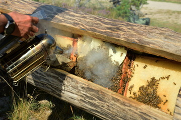 honey comb and a bee working during summer. Close up of working bee, Bee honey concept