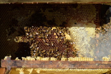 honey comb and a bee working during summer. Close up of working bee, Bee honey concept
