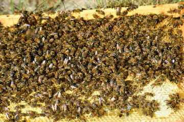 honey comb and a bee working during summer. Close up of working bee, Bee honey concept