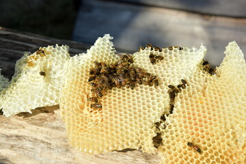 honey comb and a bee working during summer. Close up of working bee, Bee honey concept
