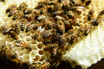 honey comb and a bee working during summer. Close up of working bee, Bee honey concept