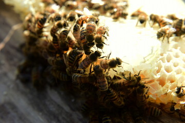 honey comb and a bee working during summer. Close up of working bee, Bee honey concept
