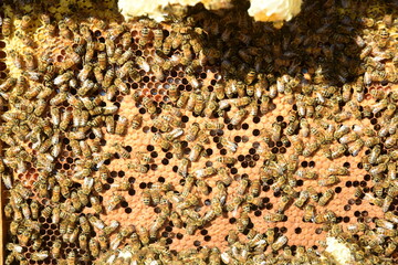 honey comb and a bee working during summer. Close up of working bee, Bee honey concept