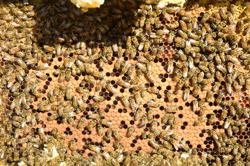 honey comb and a bee working during summer. Close up of working bee, Bee honey concept