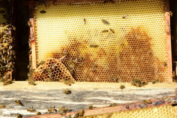 honey comb and a bee working during summer. Close up of working bee, Bee honey concept