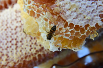 honey comb and a bee working during summer. Close up of working bee, Bee honey concept