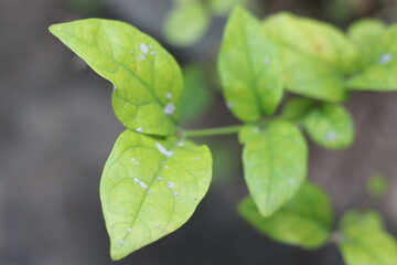 The jasmine flower plant gives a natural display in the morning...