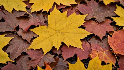 Fototapeta premium autumn leaves background