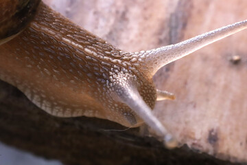 Macro photography of a snail. Super macro detail. Animal invertebrate. Garden pest. Dark background with copy space.