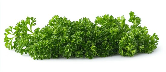 Obraz premium Fresh Parsley Isolated White Background