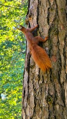 Climbing squirrel 