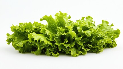 Fototapeta premium Fresh green oak leaf lettuce on a white background