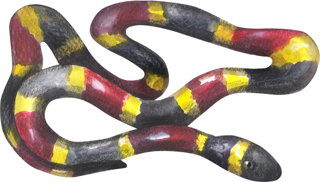 TEXAS CORAL SNAKE (Micrurus tener). Watercolor hand drawing painted illustration.
