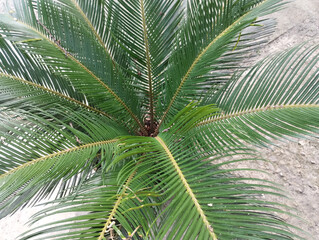  Green sago palm top view.