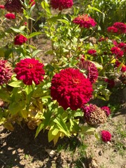 red and white flowers
