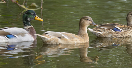 ducks swimming on the lake, mallard ducks in the pond, male mallard and female duck