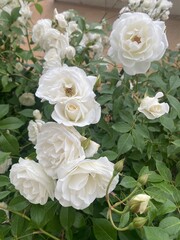 bouquet of roses