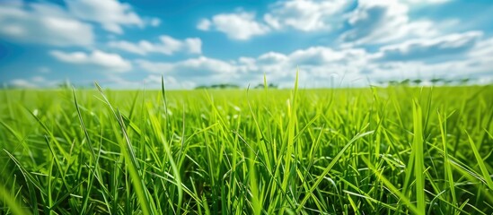 Fototapeta premium Young Green Rice On The Field