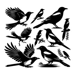 Magpie-Robin Vector Silhouette With white background. Magpie bird black and white vector logo