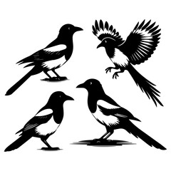 Magpie-Robin Vector Silhouette With white background. Magpie bird black and white vector logo