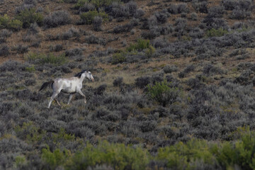 Wild Mustangs