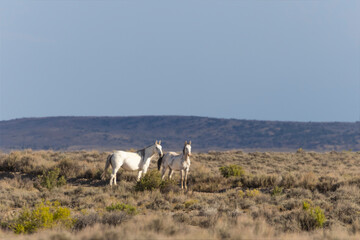 Wild Mustangs