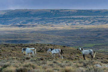 Wild Mustangs