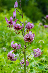 Flowers in blossom in spring and summer in the mountain valley of the Alps. Alpine meadow full of beautiful colorful blooming flowers and green grass with the mountain rocky peaks on the background
