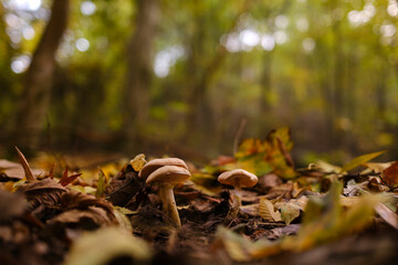 Closeup of some wild mushrooms in a forest during fall