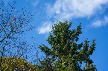 Beneath the Canopy of Green Trees