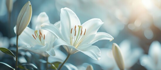 Close Up Of White Lily Flowers Blurred Background