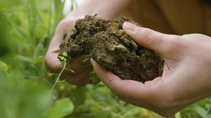 Women's hands examine clods of fertile soil from a permaculture garden, in France
