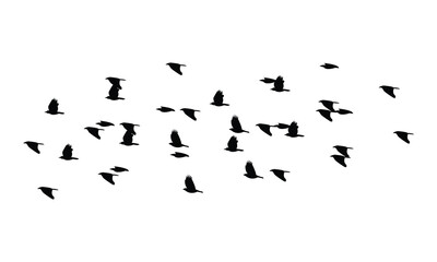 Black Flying birds silhouette And Illustration. 