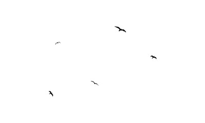 Black Flying birds silhouette And Illustration. 