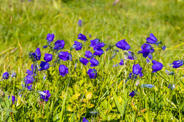 Flowers in blossom in spring and summer in the mountain valley of the Alps. Alpine meadow full of beautiful colorful blooming flowers and green grass with the mountain rocky peaks on the background