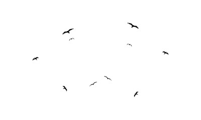 Black Flying birds silhouette And Illustration. 