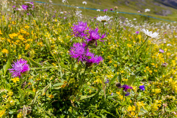 Obraz premium Flowers in blossom in spring and summer in the mountain valley of the Alps. Alpine meadow full of beautiful colorful blooming flowers and green grass with the mountain rocky peaks on the background