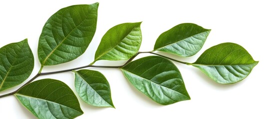 Fototapeta premium Green Teak Leaves Isolated On White Background