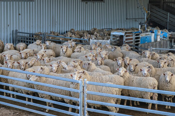 Flock of sheep in a farm pen, awaiting shearing, showcasing the wool industry and rural farm life in Australia