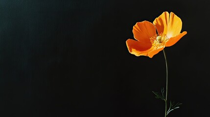 Fototapeta premium Orange flower on a black background, symbolizing hope and support, with ample space for text