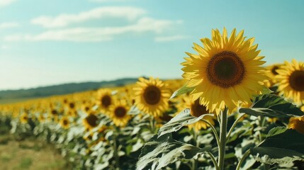 Lush sunflower field filled with tall yellow blossoms in full bloom