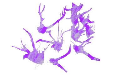 Purple splash stains set on transparent background.