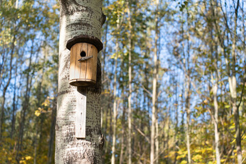 Birdhouse perched on a birch tree within a tranquil park setting. Free space for text