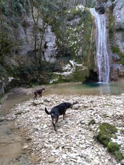 dogs in front of a waterfall
